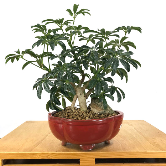 Schefflera arboricola Bonsai