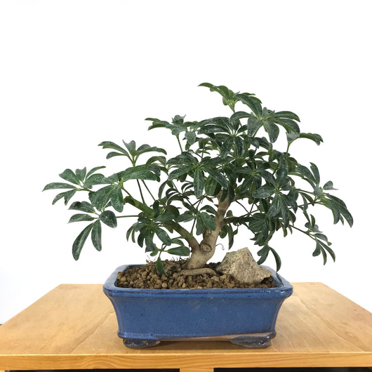 dwarf schefflera arboricola bonsai Schefflera arboricola Bonsai – Allshapes Bonsai