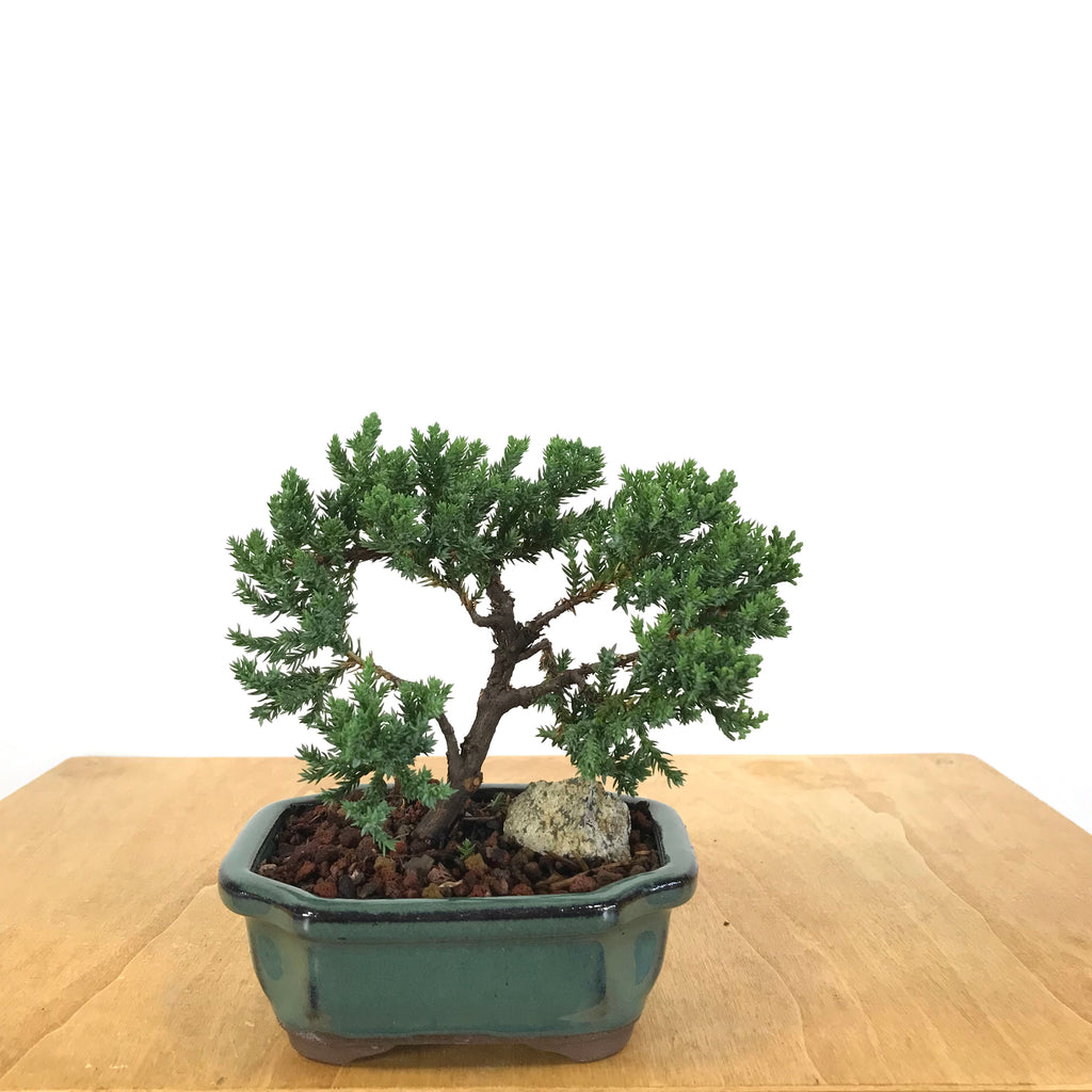 Procumbens Juniper (Juniperus procumbens) Bonsai – Allshapes Bonsai