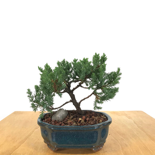 Procumbens Juniper (Juniperus procumbens) Bonsai