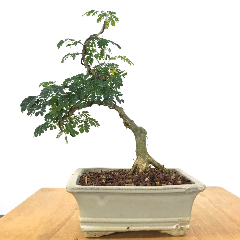 Brazilian Rain Tree (Pithecellobium tortum) Bonsai – Allshapes Bonsai