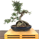 Chinese Elm (Ulmus parvifolia) Root-Over-Rock Bonsai