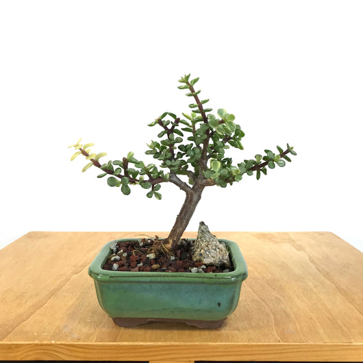 Varigated (Portulacaria) Mini Jade Bonsai