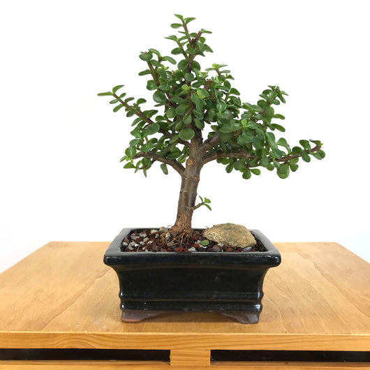 Mini Jade (Portulacaria afra) Bonsai