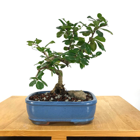 Fukien Tea (Carmona retusa) Bonsai