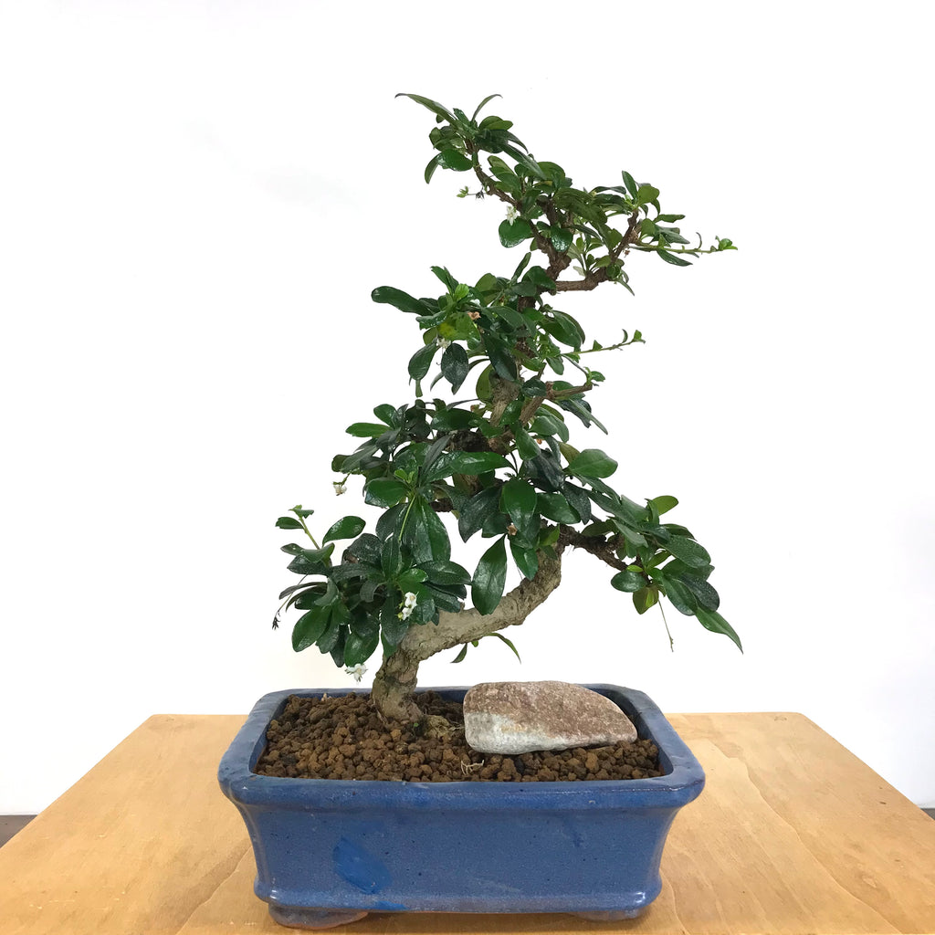 Fukien Tea (Carmona retusa) Bonsai – Allshapes Bonsai