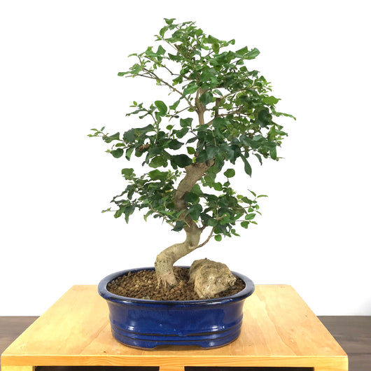 Privet (Ligustrum sp.) Bonsai