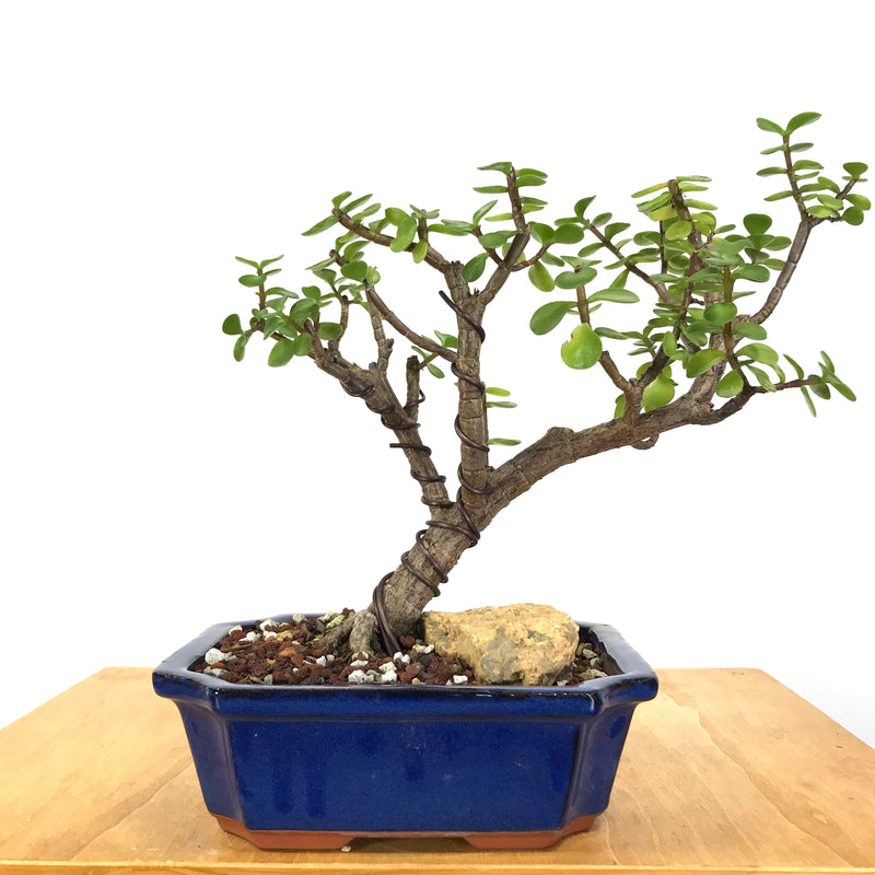 Portulacaria Afra (Mini Jade) Bonsai – Allshapes Bonsai