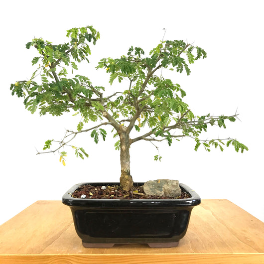 Brazilian Rain Tree (Pithecellobium tortum) Bonsai