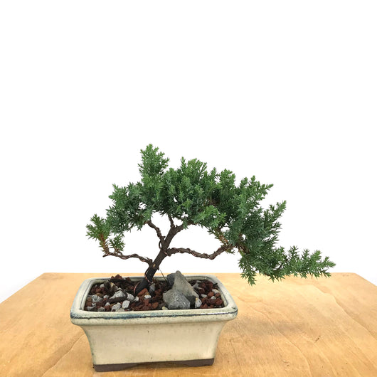 Procumbens Juniper (Juniperus procumbens) Bonsai