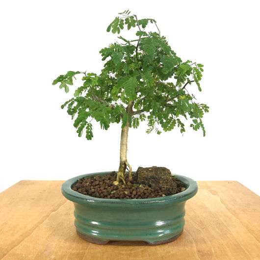 brazilian rain tree bonsai for sale Brazilian Rain Tree (Pithecellobium tortum) Bonsai – Allshapes Bonsai