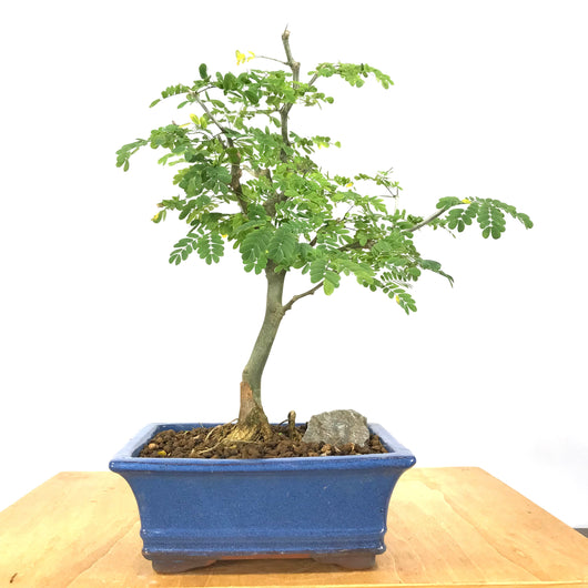 Brazilian Rain Tree (Pithecellobium tortum) Bonsai