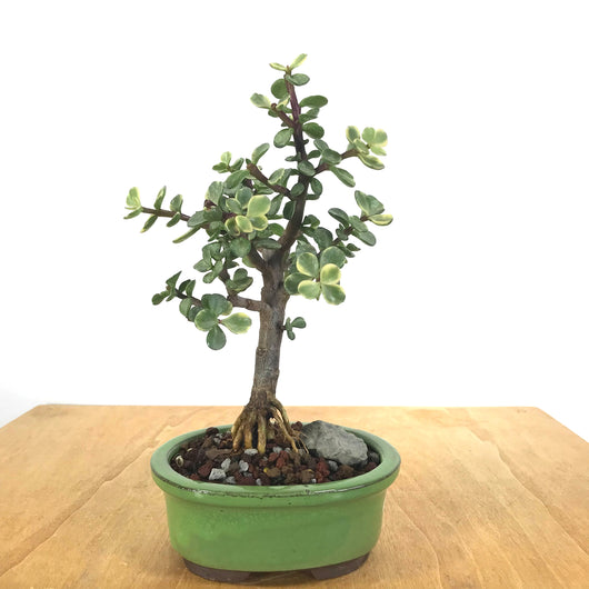 Varigated Mini Jade (Portulacaria) Bonsai
