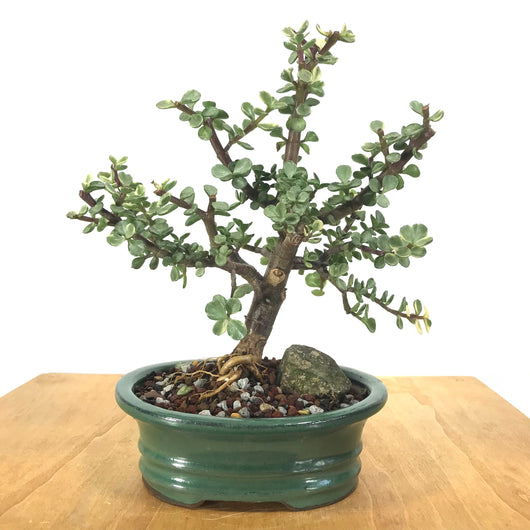 Variegated Mini Jade (Portulacaria Afra) Bonsai