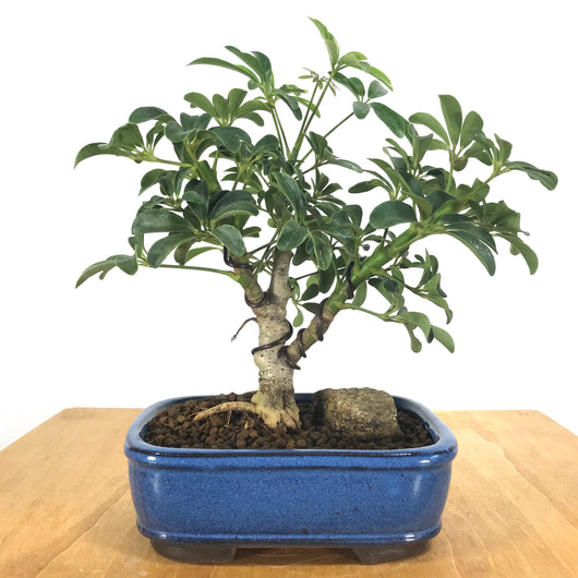 Schefflera (Schefflera arboricola) Bonsai