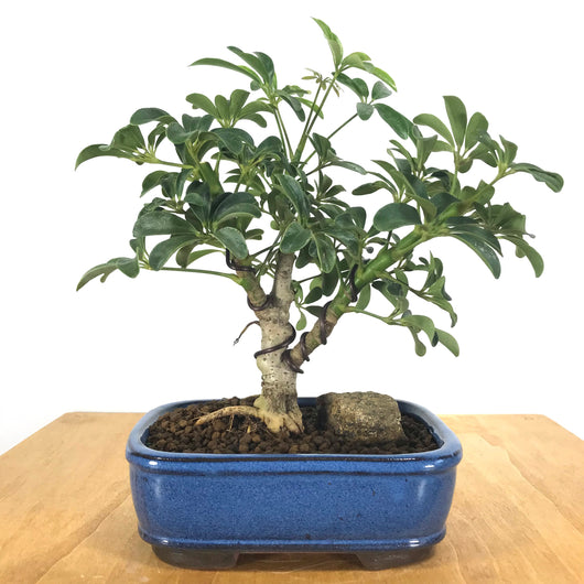 schefflera arboricola bonsai for sale Schefflera (Schefflera arboricola) Bonsai – Allshapes Bonsai