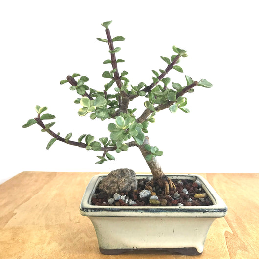 Varigated Mini Jade Bonsai