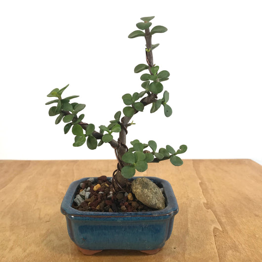Mini Jade (Portulacaria afra) Bonsai
