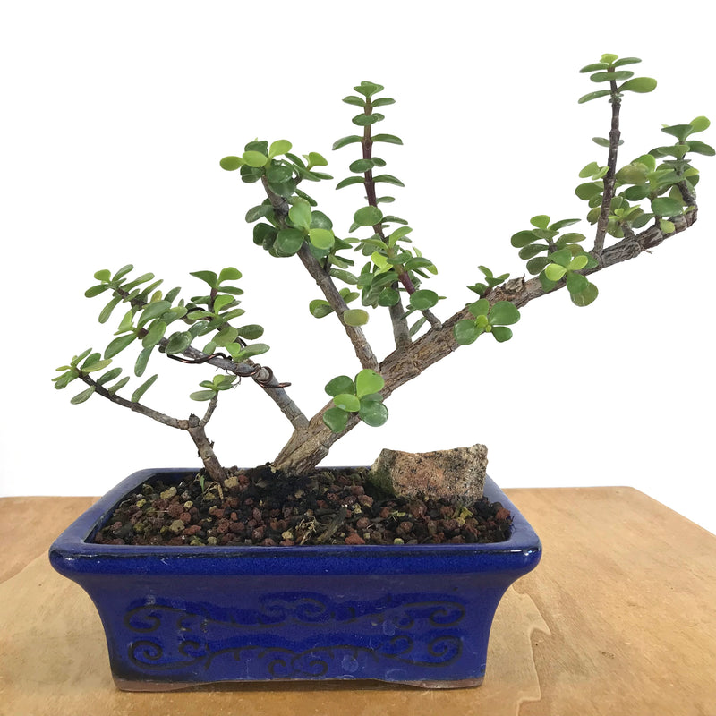 Elephant Bush