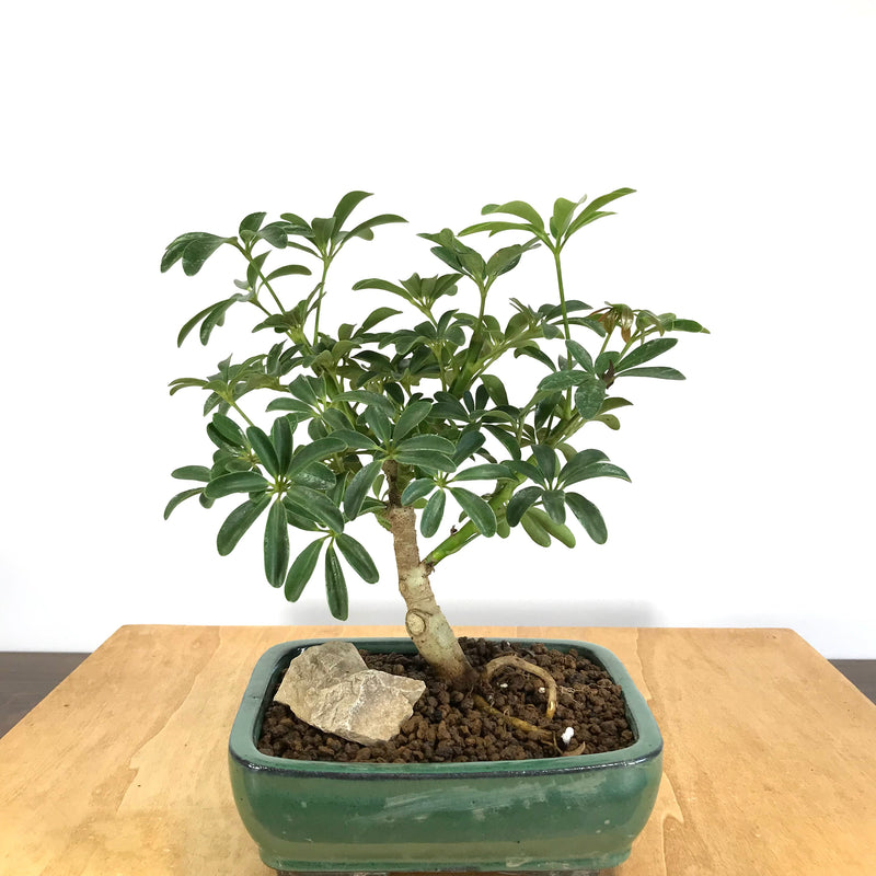 bonsai schefflera arboricola Schefflera (Schefflera arboricola) Bonsai – Allshapes Bonsai
