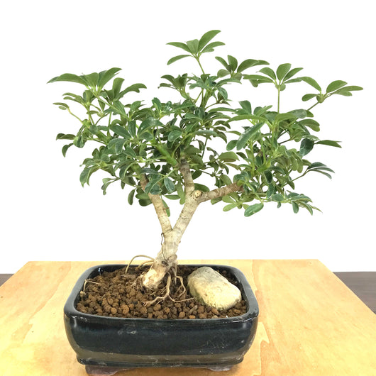 Schefflera (Schefflera arboricola) Bonsai