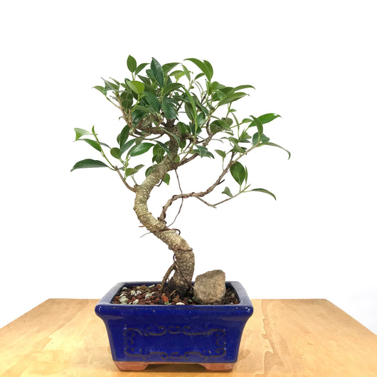 Tiger Bark Fig (Ficus retusa) Bonsai