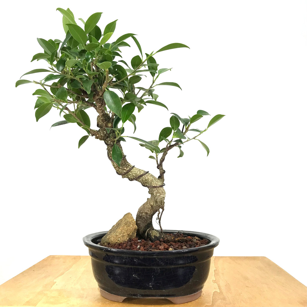 Tiger Bark Ficus Bonsai – Allshapes Bonsai