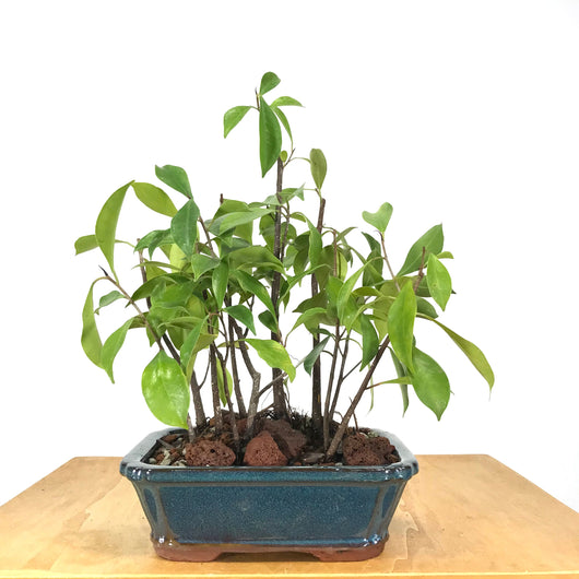 Ficus Benjamina Bonsai