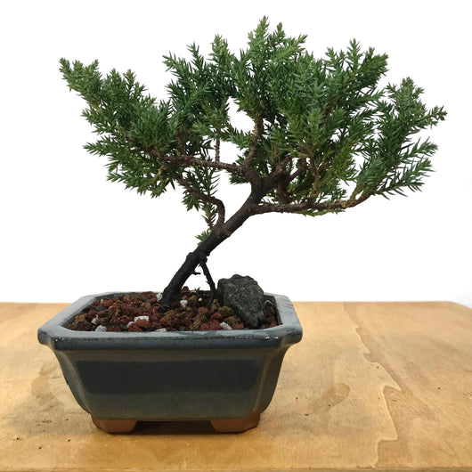 Procumbens Juniper Bonsai (Juniperus procumbens)