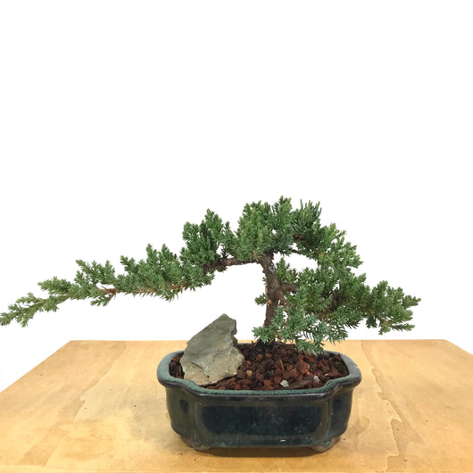 Procumbens Juniper (Juniperus procumbens)