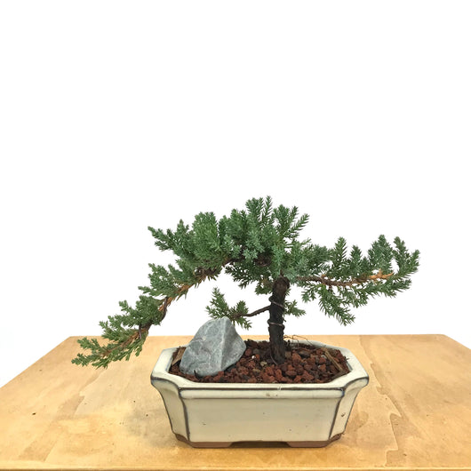 Procumbens Juniper (Juniperus procumbens)