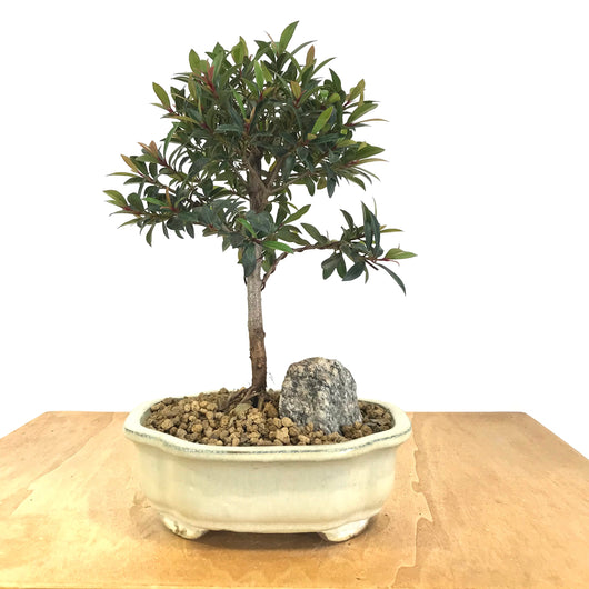 flowering brush cherry bonsai tree Australian Brush Cherry (Eugenia myrtifolia) – Allshapes Bonsai