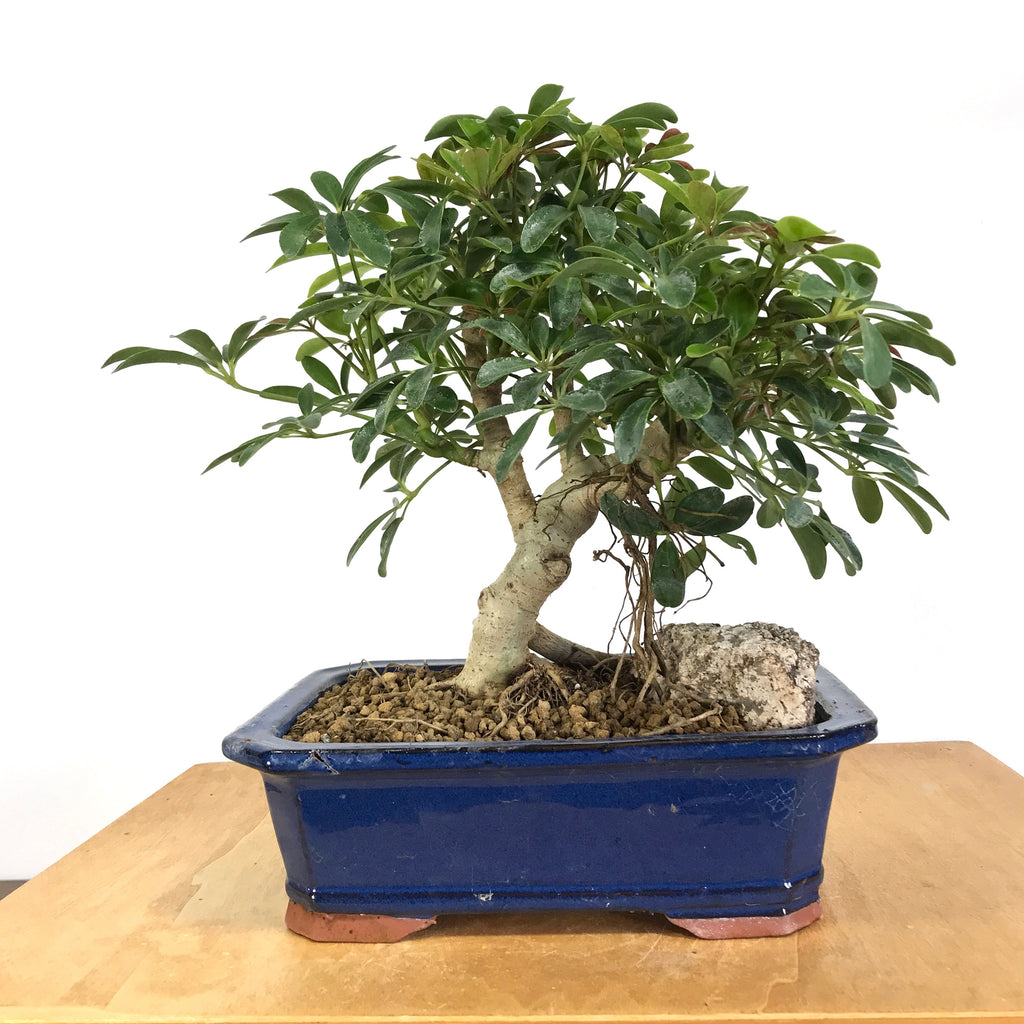 Schefflera Bonsai – Allshapes Bonsai