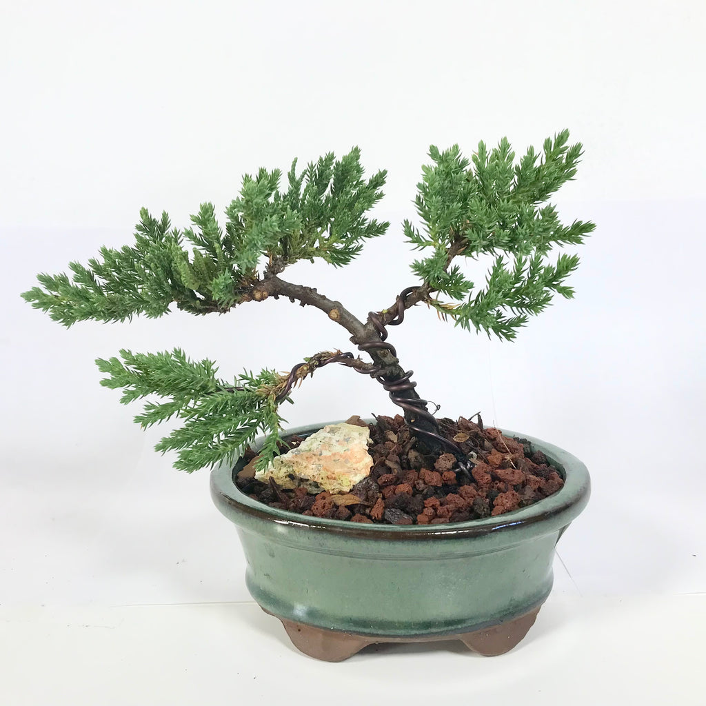 Juniper Procumbens Nana Bonsai Allshapes Bonsai