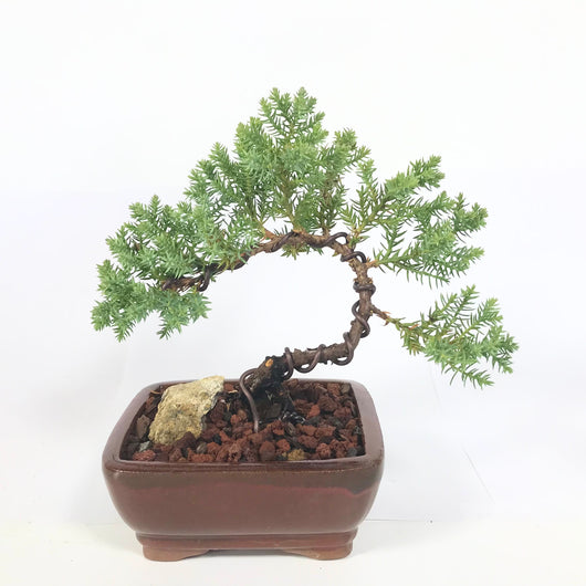 Juniperus procumbens-nana Bonsai
