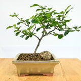 Lavender Star Bonsai