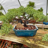 April 25th, 2026 Japanese Juniper Workshop